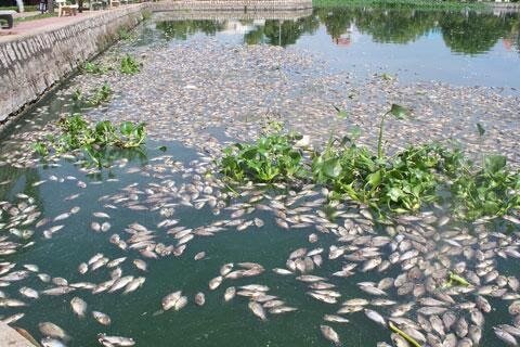 Cá chết hàng loạt do ô nhiễm nguồn nước